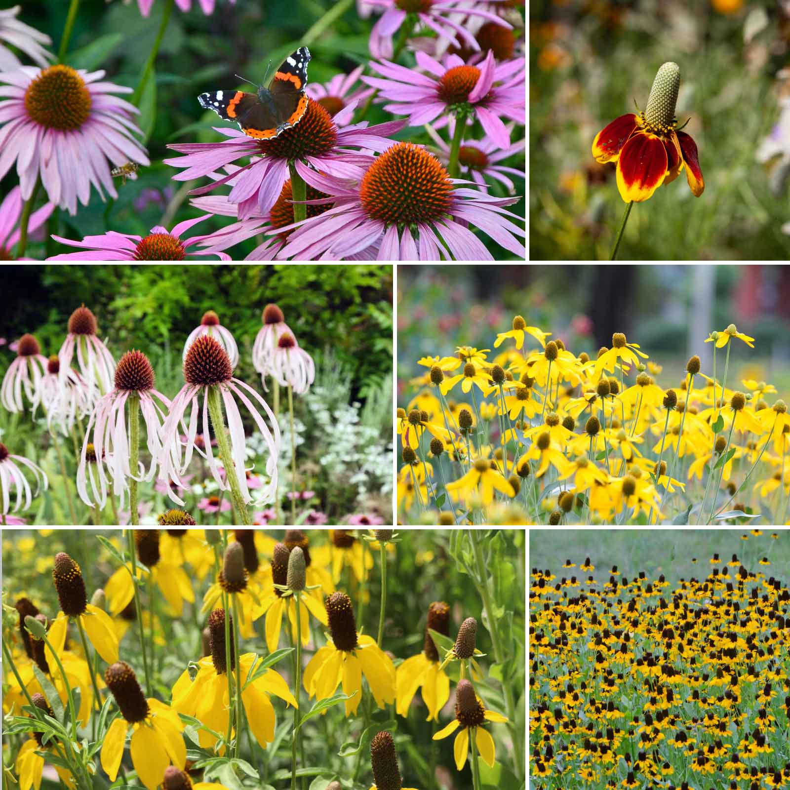 echinacea seeds bulk Bulk Conehead - Coneflower Seed Mix
