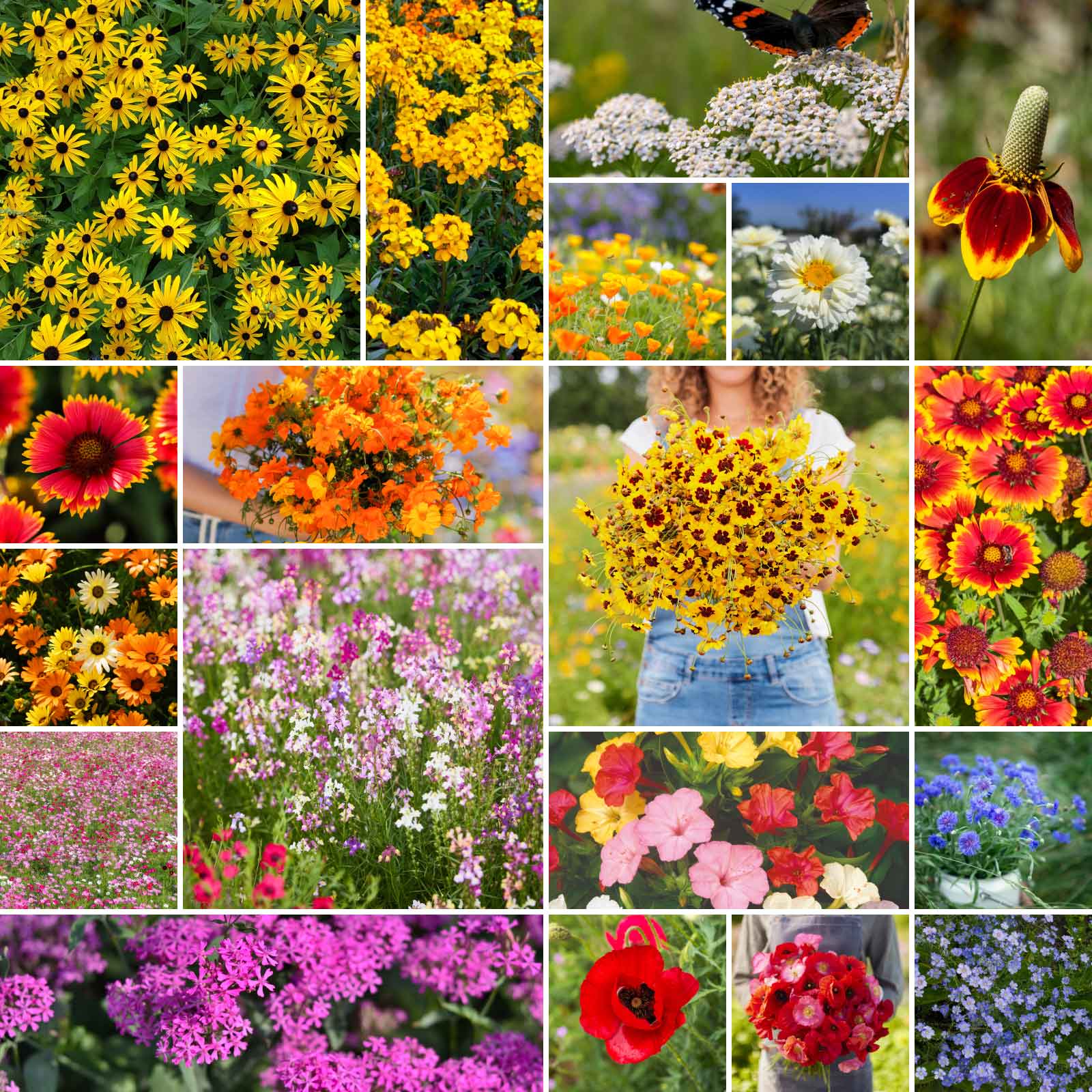 assorted wildflower seeds Bulk Dry Area Wildflower Seed Mix
