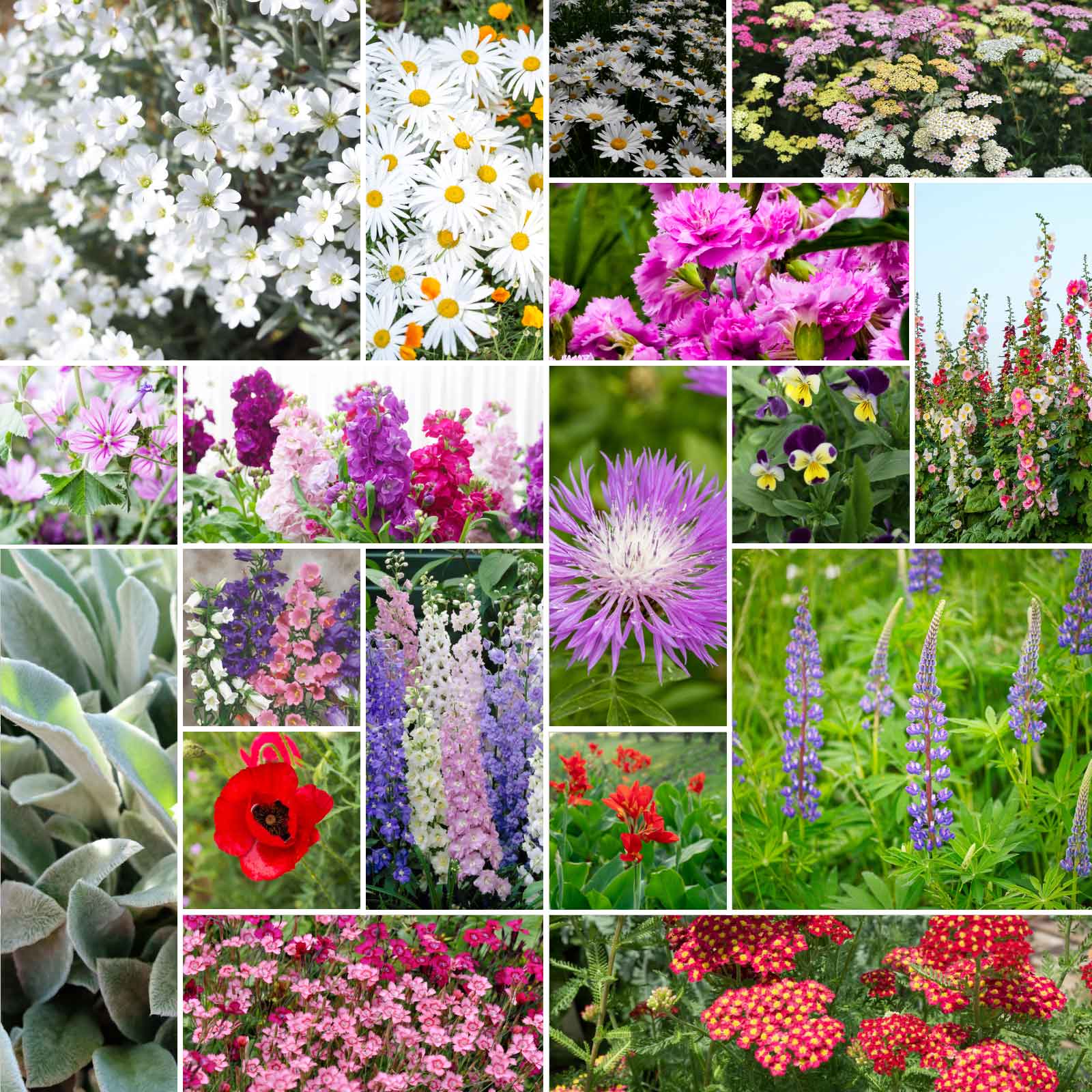 perennial shade wildflower seeds Bulk First Year Flowering Perennial Wildflower Seed Mix 1 Ounce