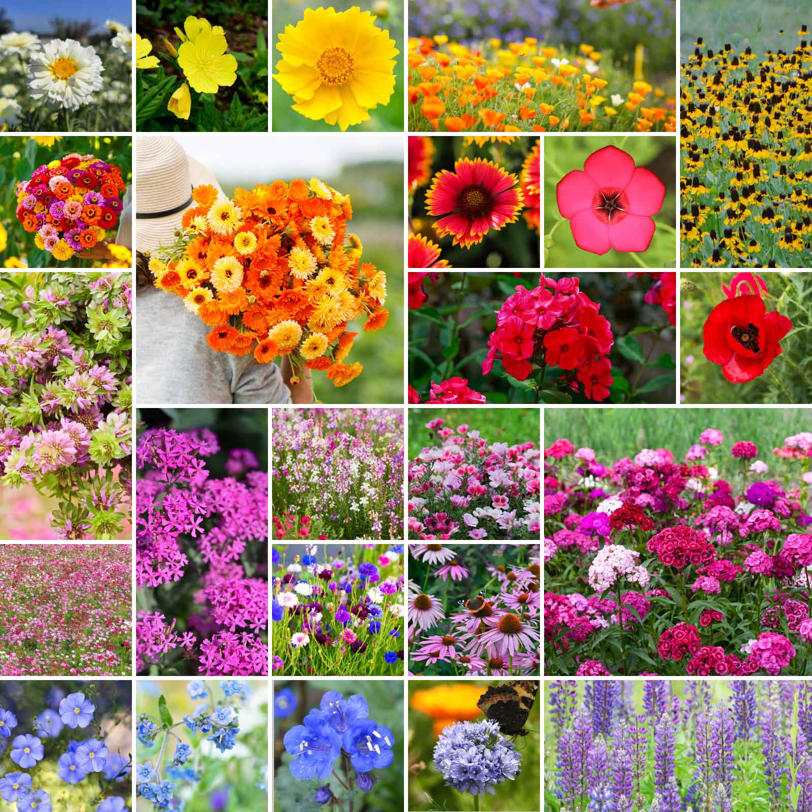 mystical flower seeds Bulk Heirloom Flower Seed Mix