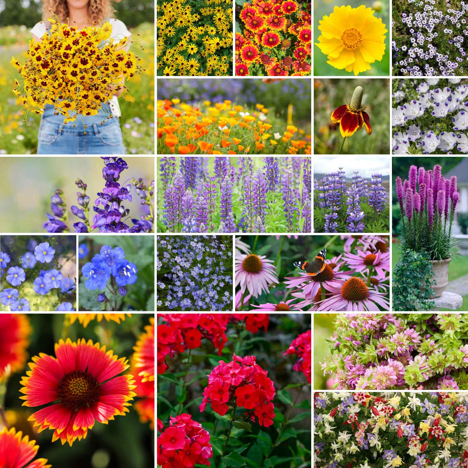 michigan native wildflower seeds Bulk North American Native Wildflower Seed Mix