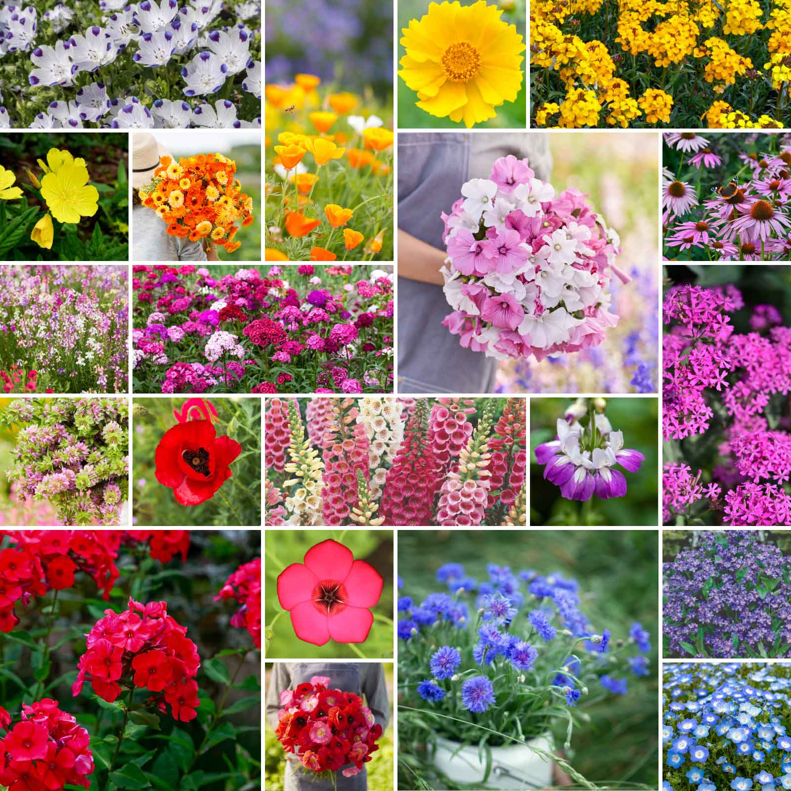 perrenial wild flower seeds Bulk Partial Shade Wildflower Seed Mix