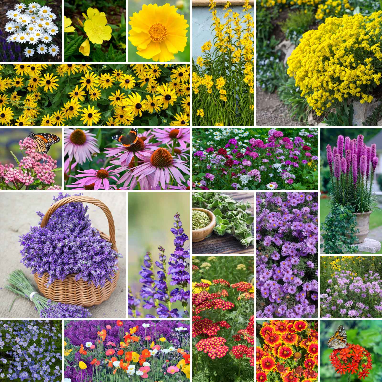 english wildflower seeds All Perennial - Pollinator Wildflower Mix | Wildflower Seeds
