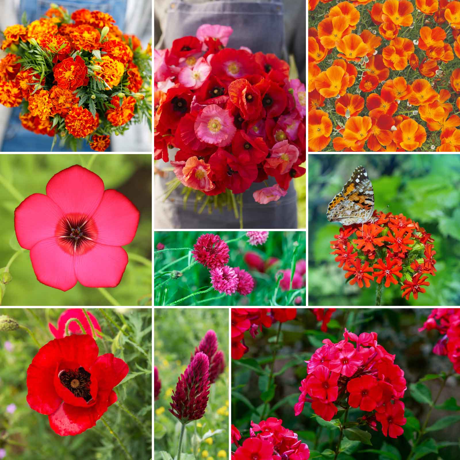 seeds for wild flower meadow Bulk Red Head - Exclusive Red Wildflower Seed Mix