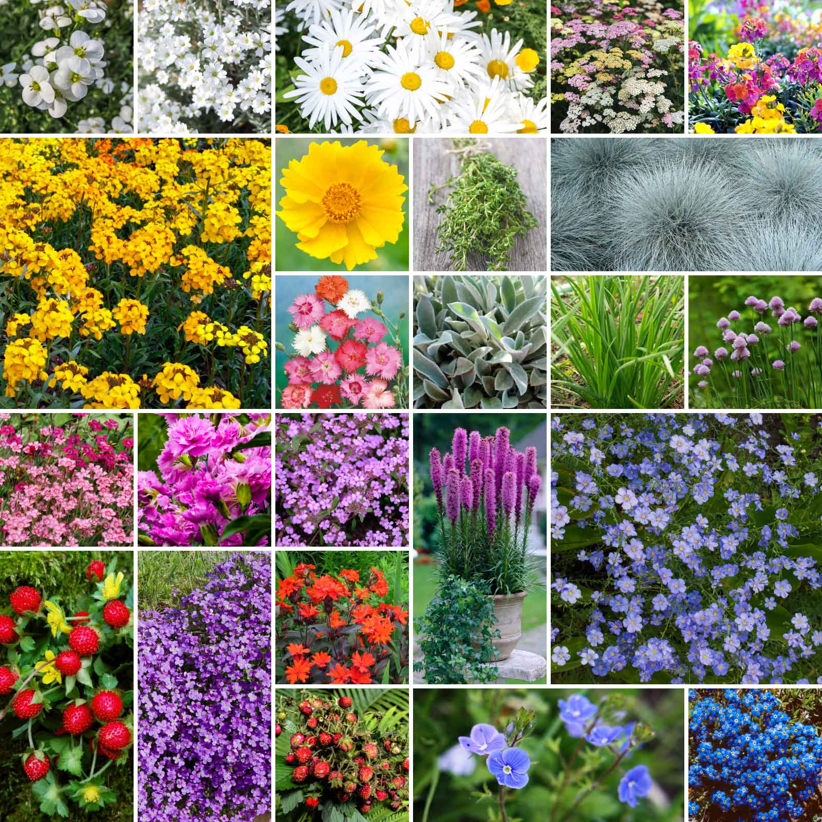 garden seeds in bulk Bulk Rock Garden Perennial Wildflower Seed Mix 1/4 Pound