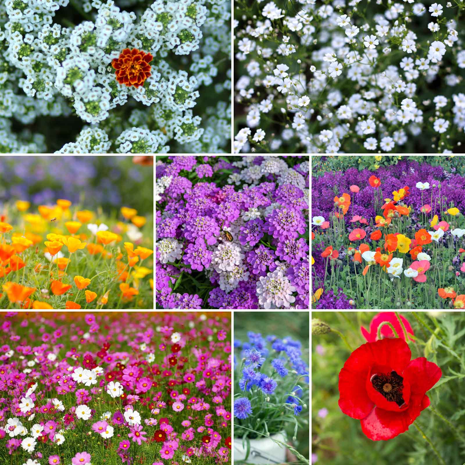 cheap perennial flower seeds Bulk Rugged Beauty Flower Seed Mix