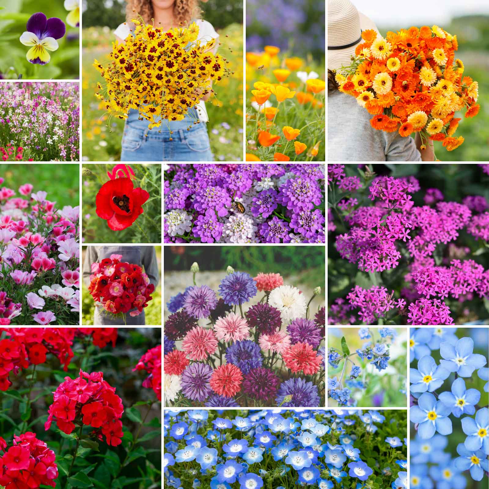 nc wildflower seeds Bulk Shorty Low-Grow Wildflower Seed Mix