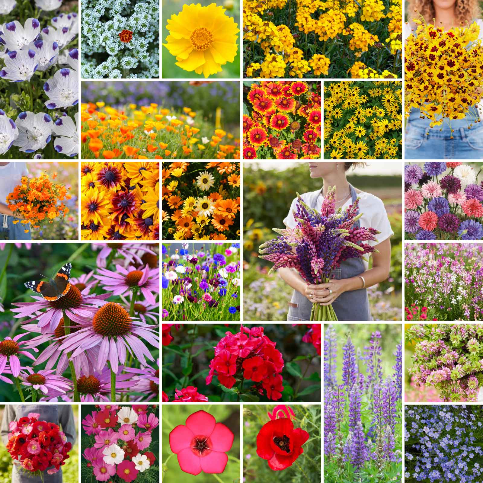 where to buy local wildflower seeds Bulk Southeast Wildflower Seed Mix
