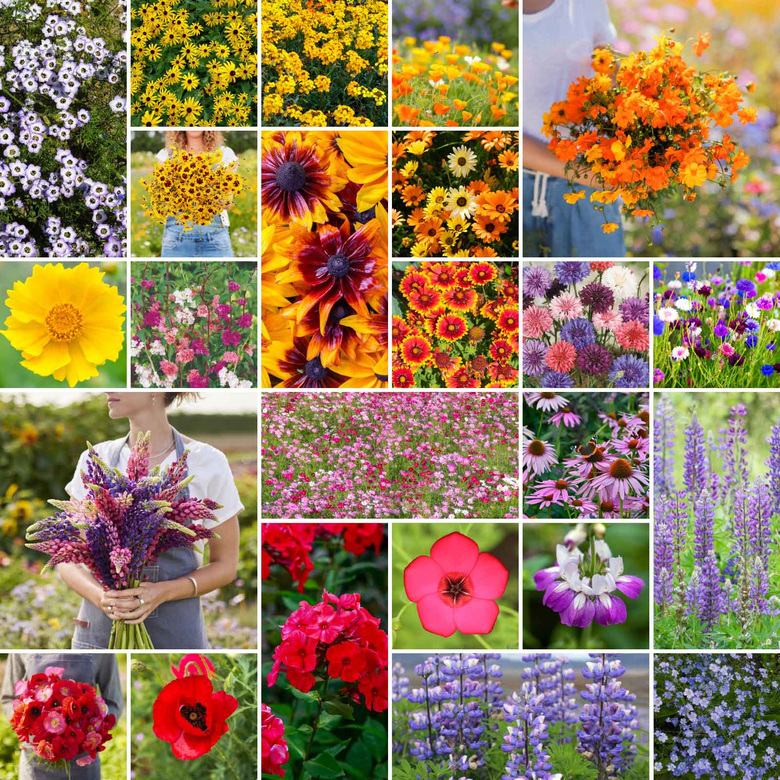 sierra wildflower seeds Bulk Southwest Wildflower Seed Mix
