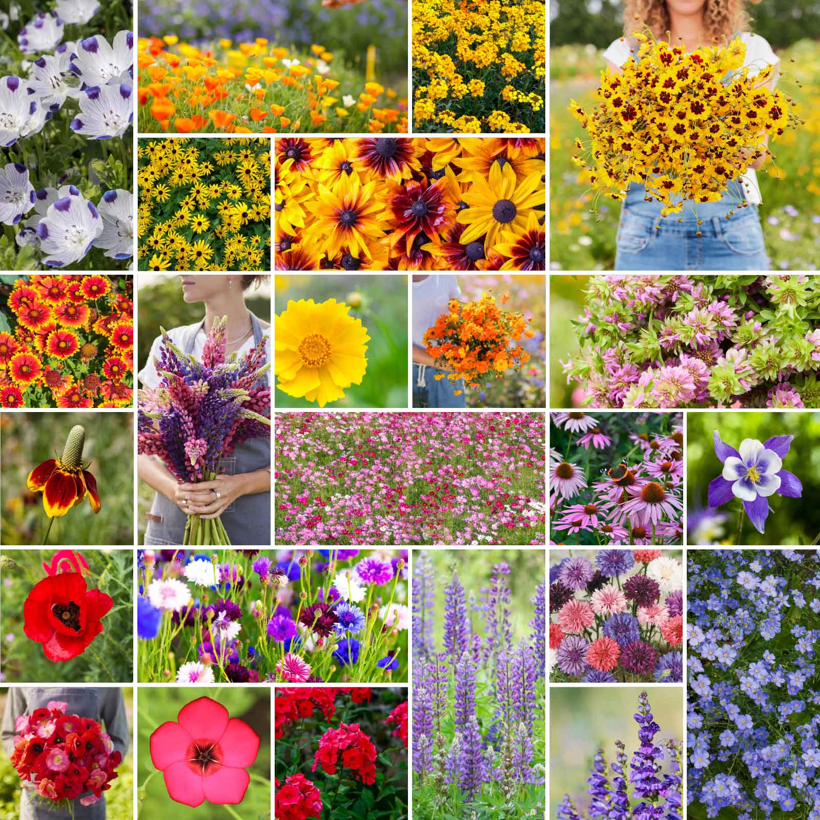 pictures of different flower seeds Bulk Western Wildflower Seed Mix