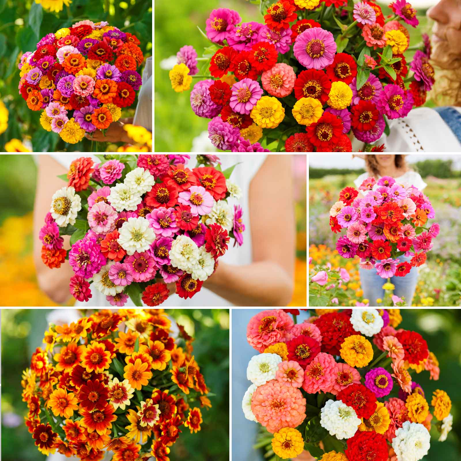 flower seeds zinnia Bulk Zin Master - Zinnia Flower Seed Mix