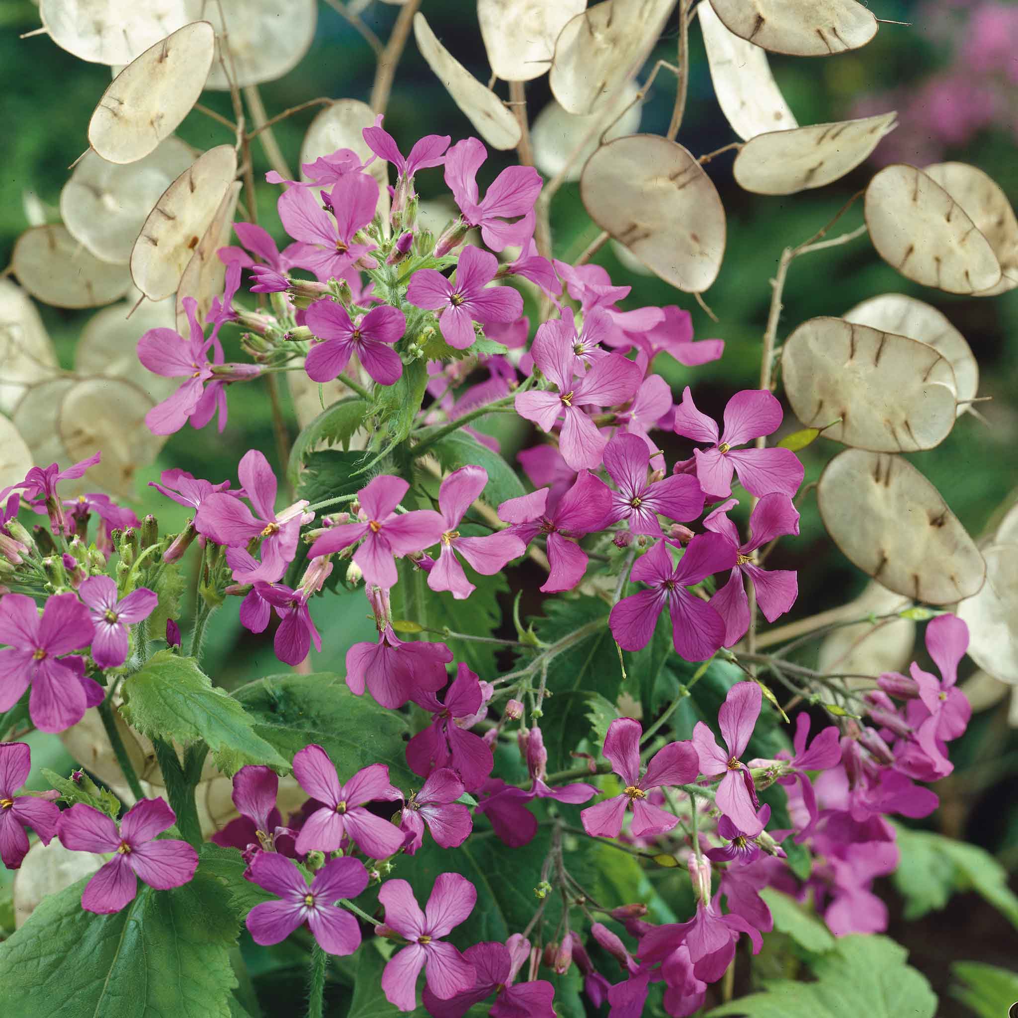 nalleru plant seeds Bulk Money Plant Seeds - Lunaria Annua Violet