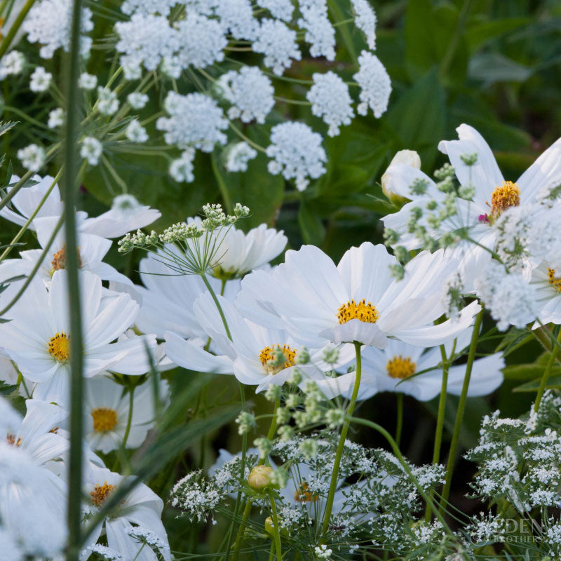 garden seed mix Bulk Moon Garden Flower Seed Mix