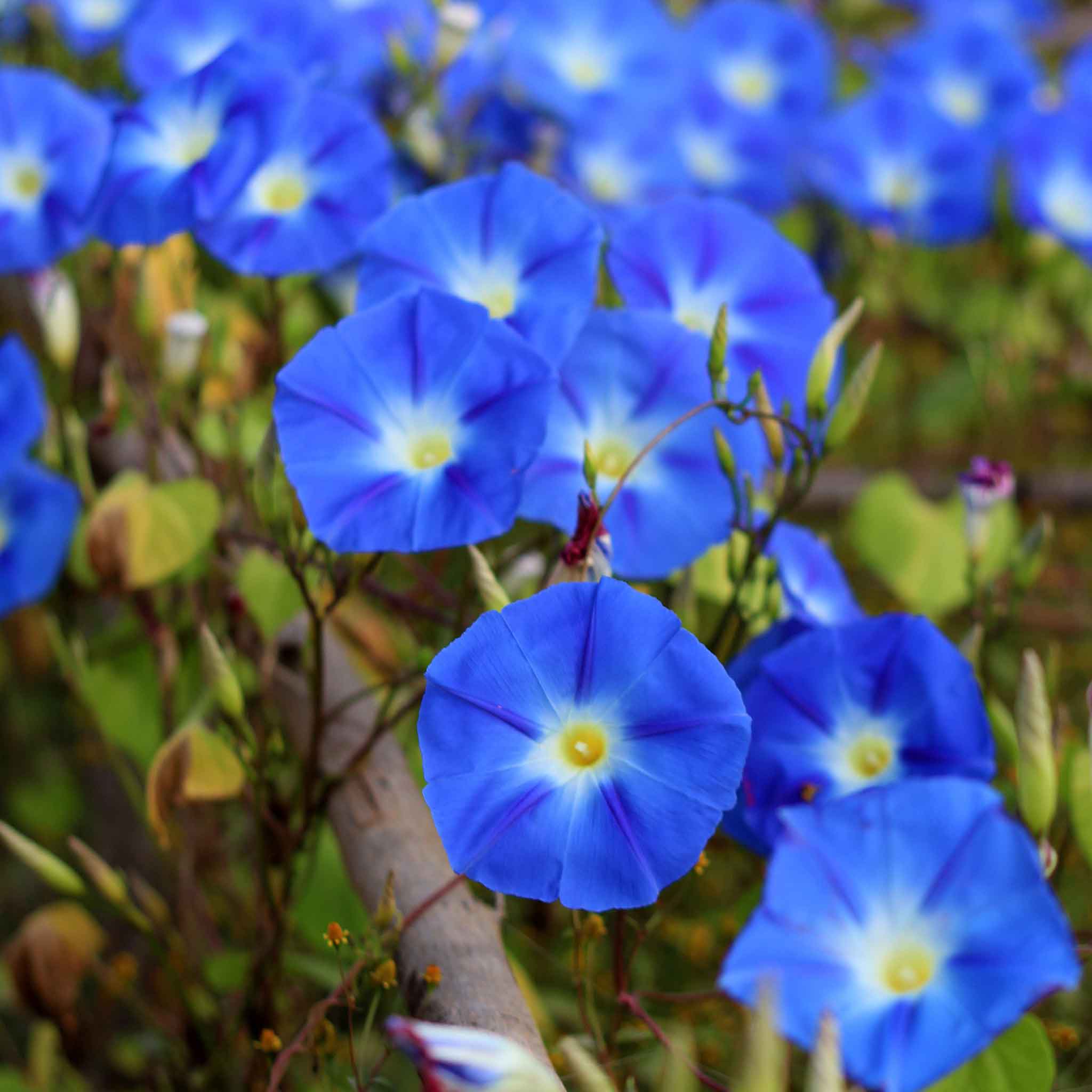 morning glory seed tincture Bulk Morning Glory Seeds - Heavenly Blue