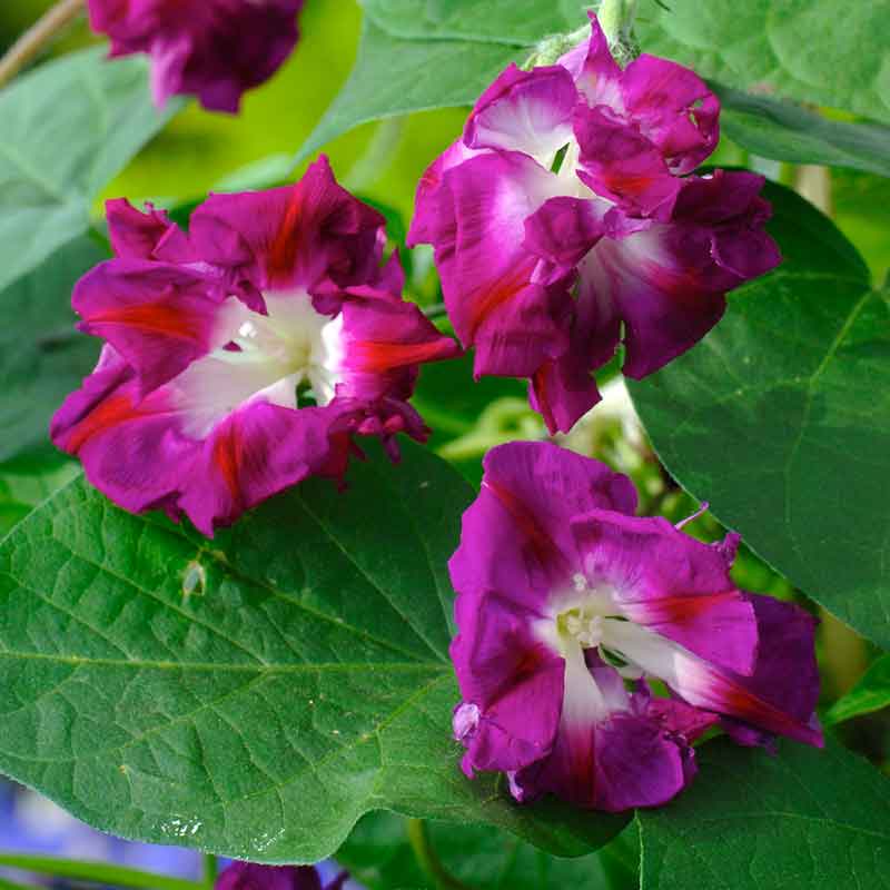 morning glory seed high Bulk Morning Glory Seeds - Japanese Ruffled
