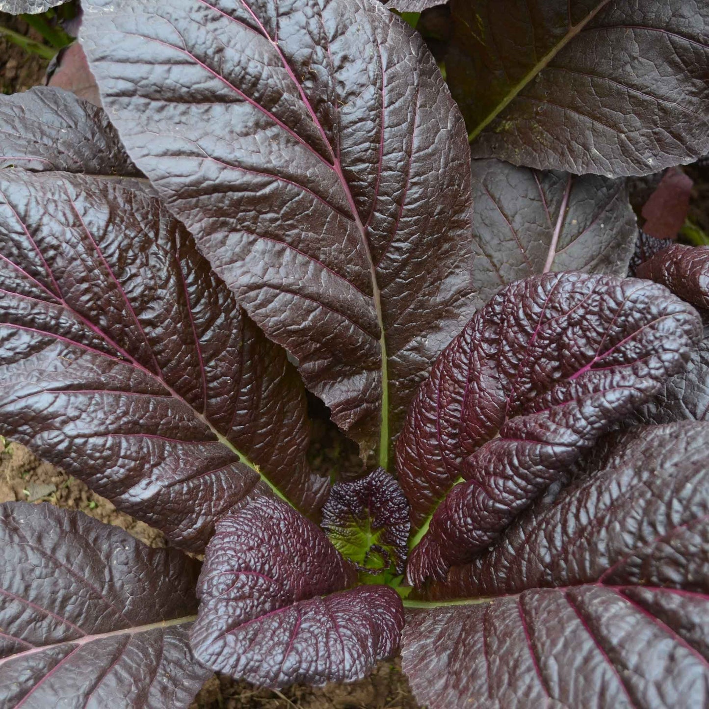 mustard red giant