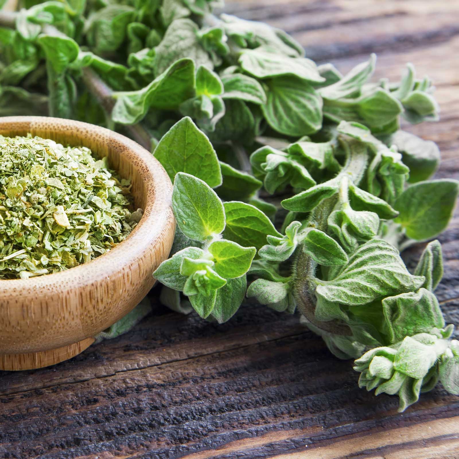 oregano plant seeds Organic Greek Oregano Seeds | Herb Seeds in Packets & Bulk