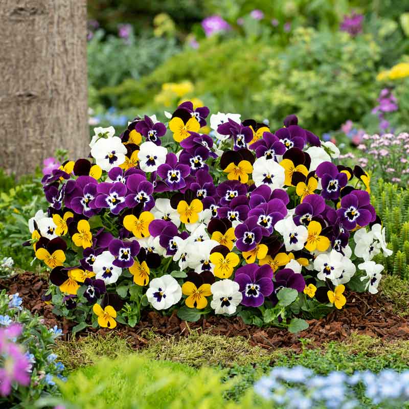 growing pansies from seed for fall planting Bulk Pansy Seeds - Mix