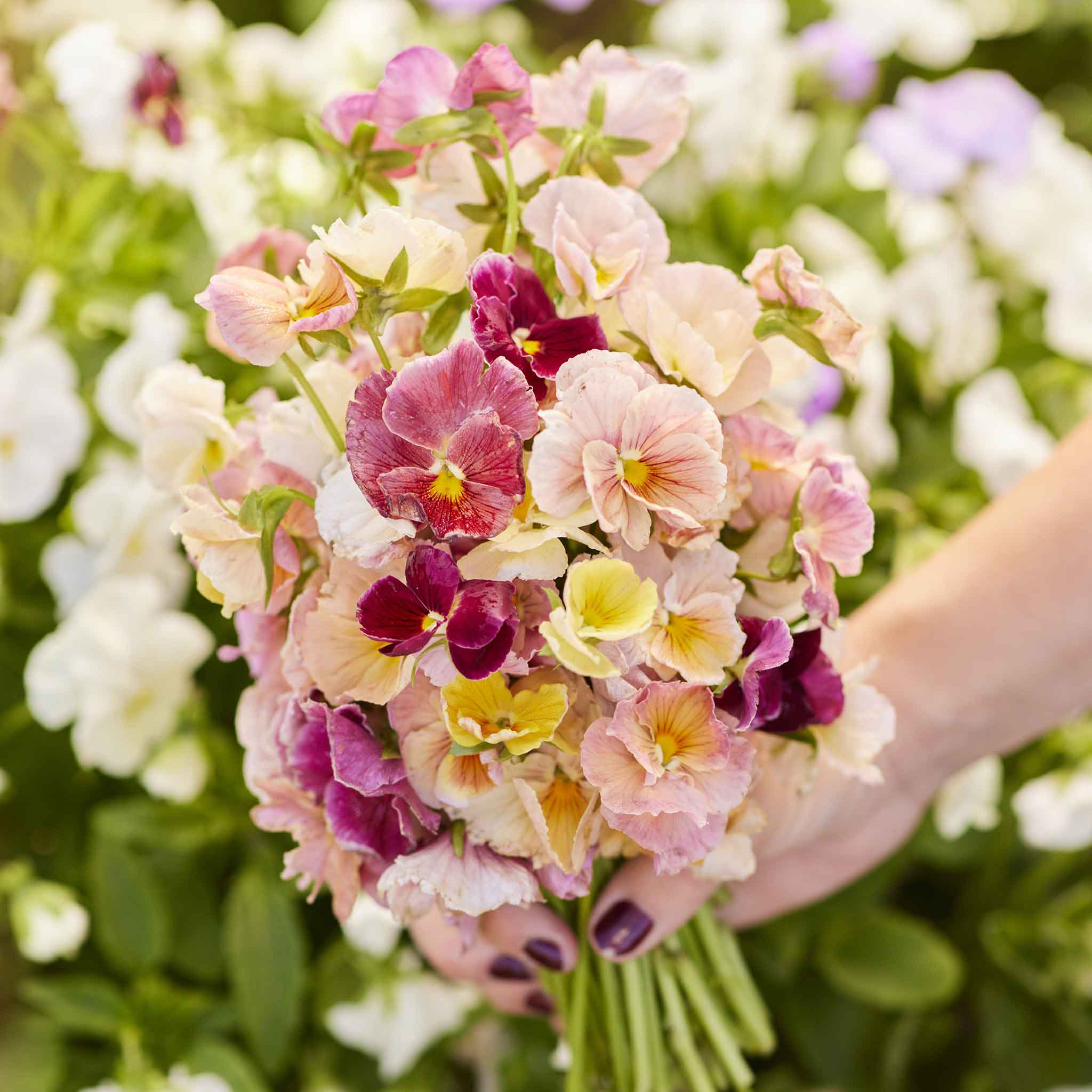 pastel flower seeds Pansy Seeds - Pastel Mix | Flower Seeds