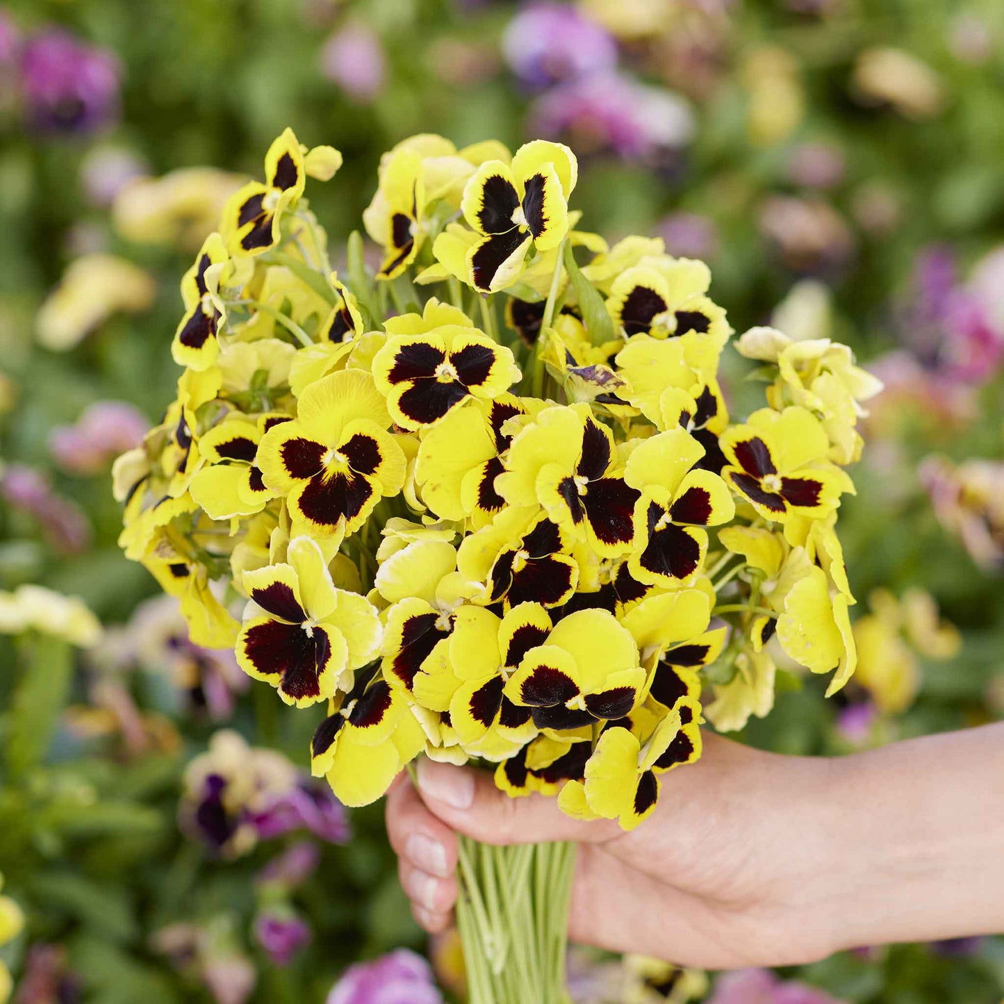 rhinegold pansy