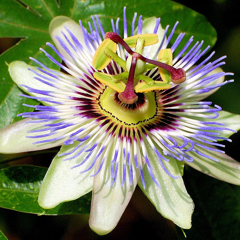 passiflora