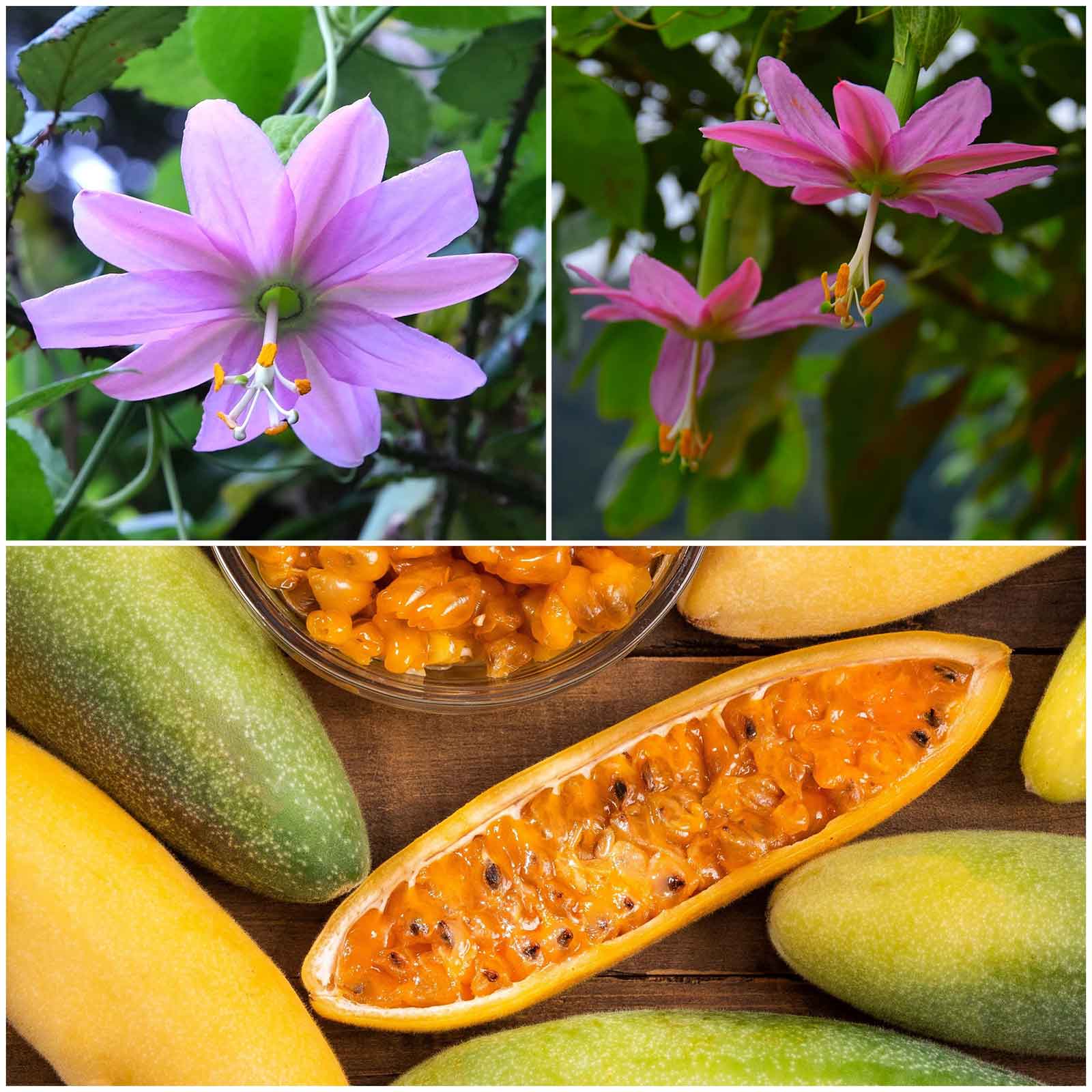 fruits seeds for planting Bulk Passiflora Seeds - Banana Passion Fruit | Flower Seeds in Packets & Bulk