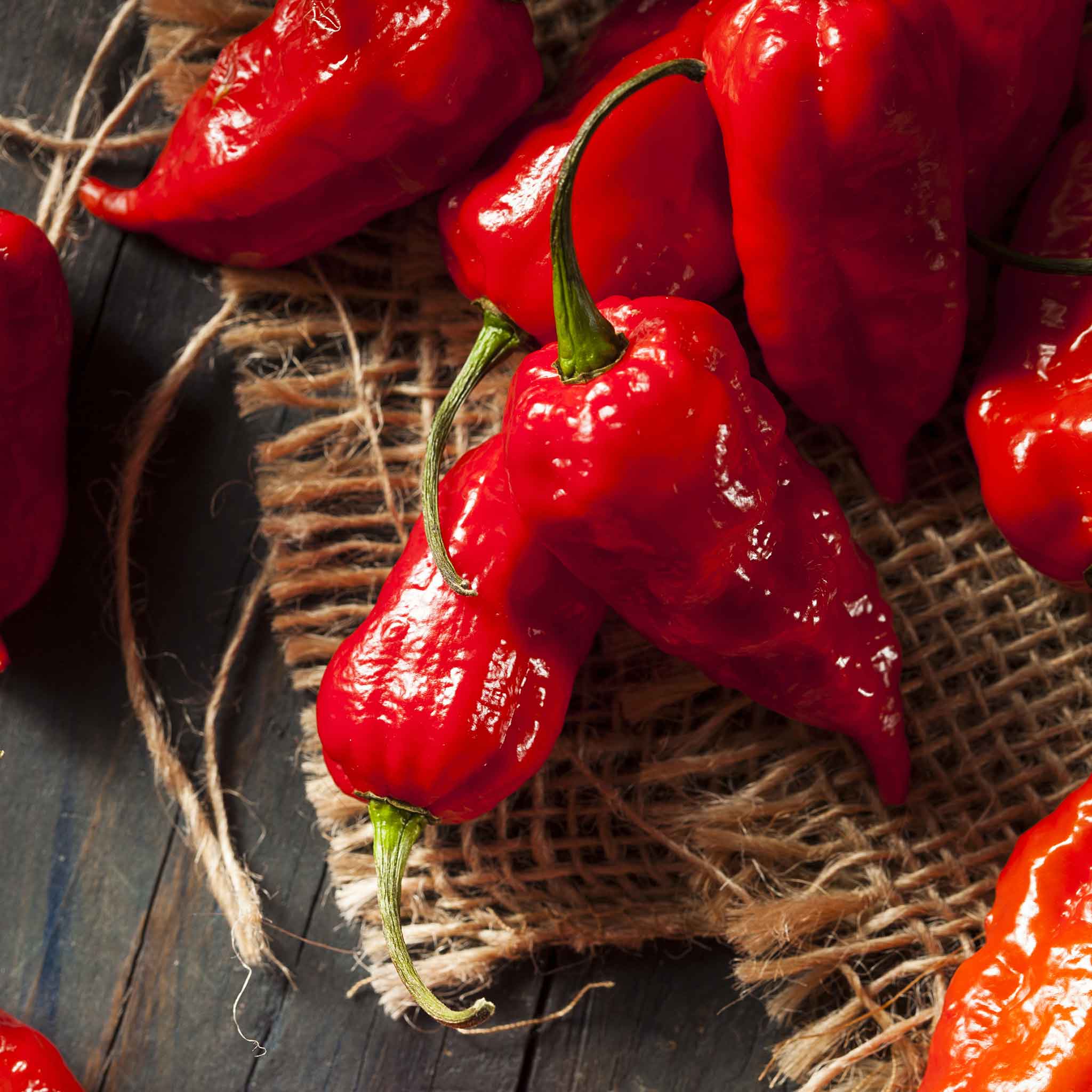 ghost pepper seeds for planting Bulk Hot Pepper Seeds - Bhut Jolokia / Ghost