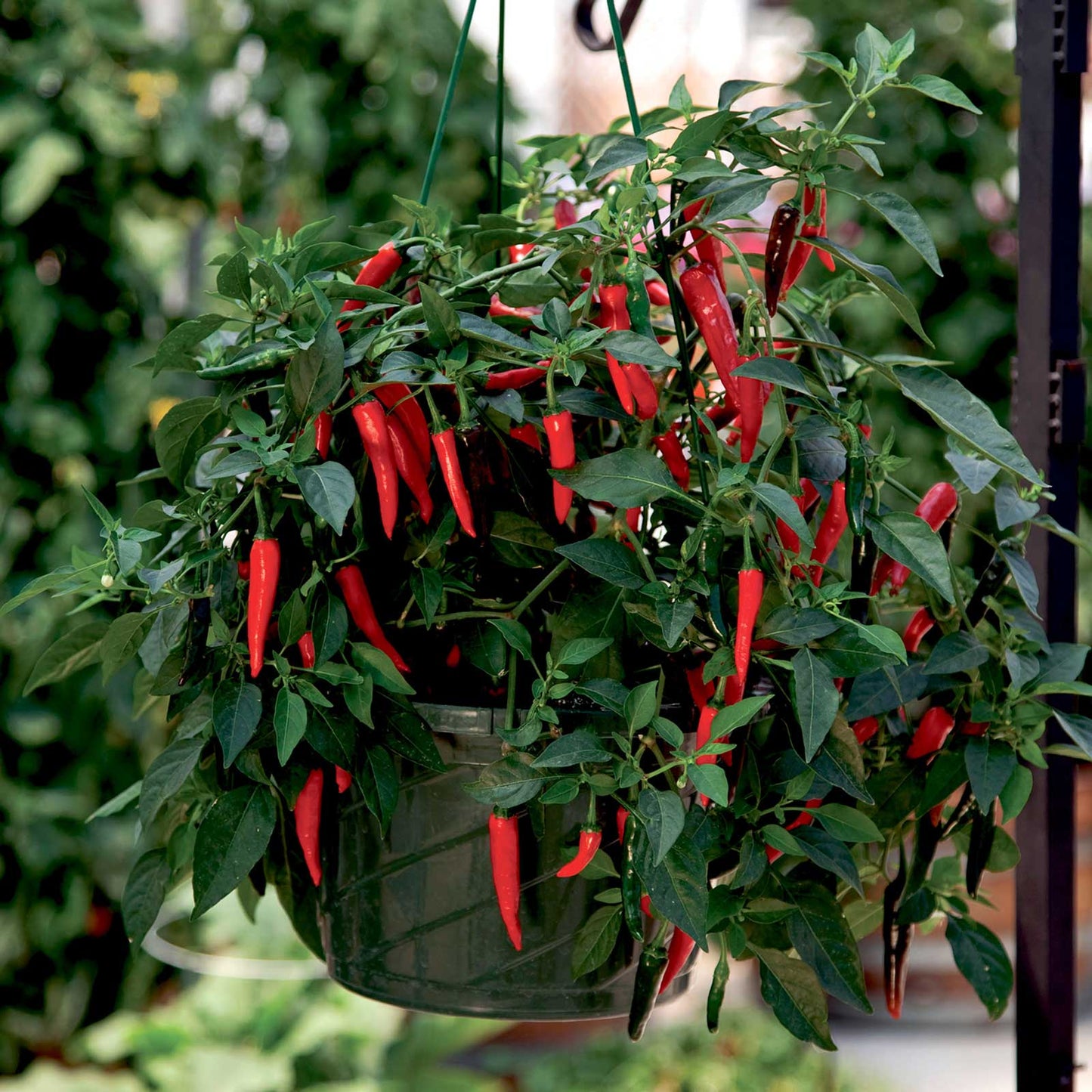 Bulk Hot Pepper Seeds - Cayennetta