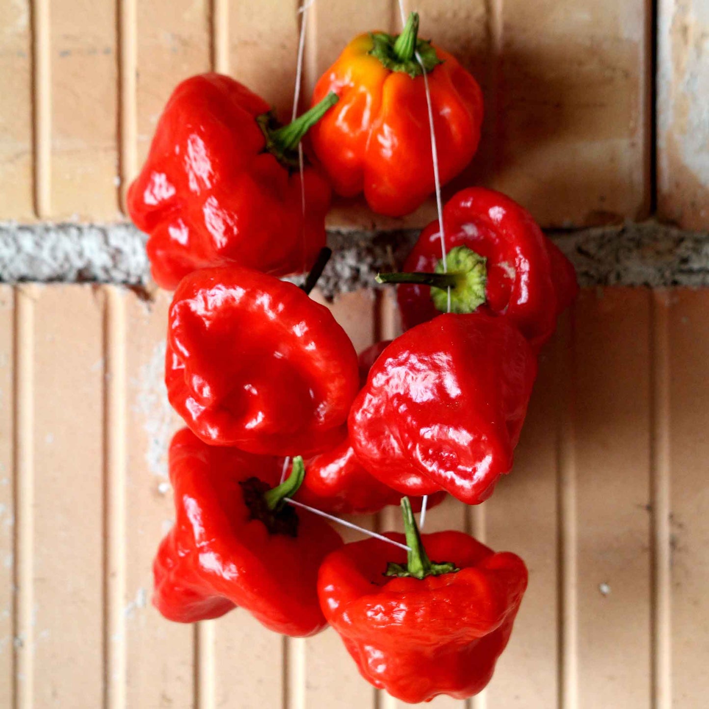 Vibrant red peppers are shown, highlighting its unique Jamaica Hot Red variety.