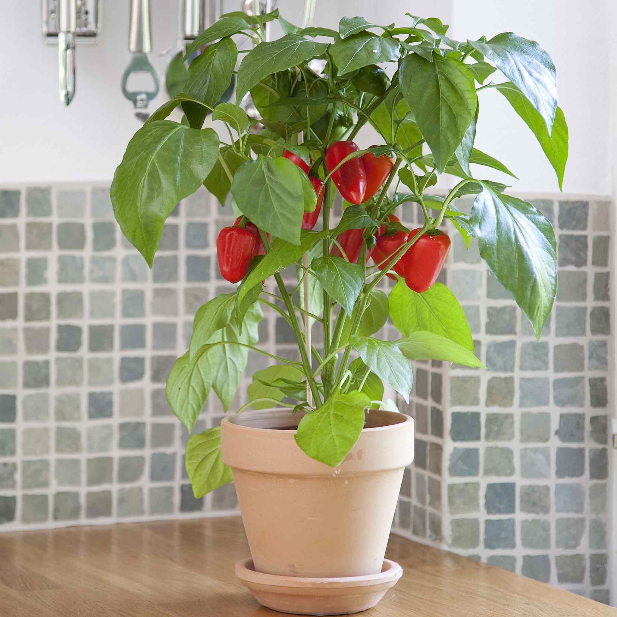 planting mini pepper seeds Bulk Sweet Pepper Seeds - Kitchen Minis 'Fresh Bites Red'