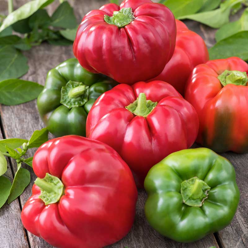 California Wonder red and green bell peppers in a pile. | copyright: Floramedia UK Ltd