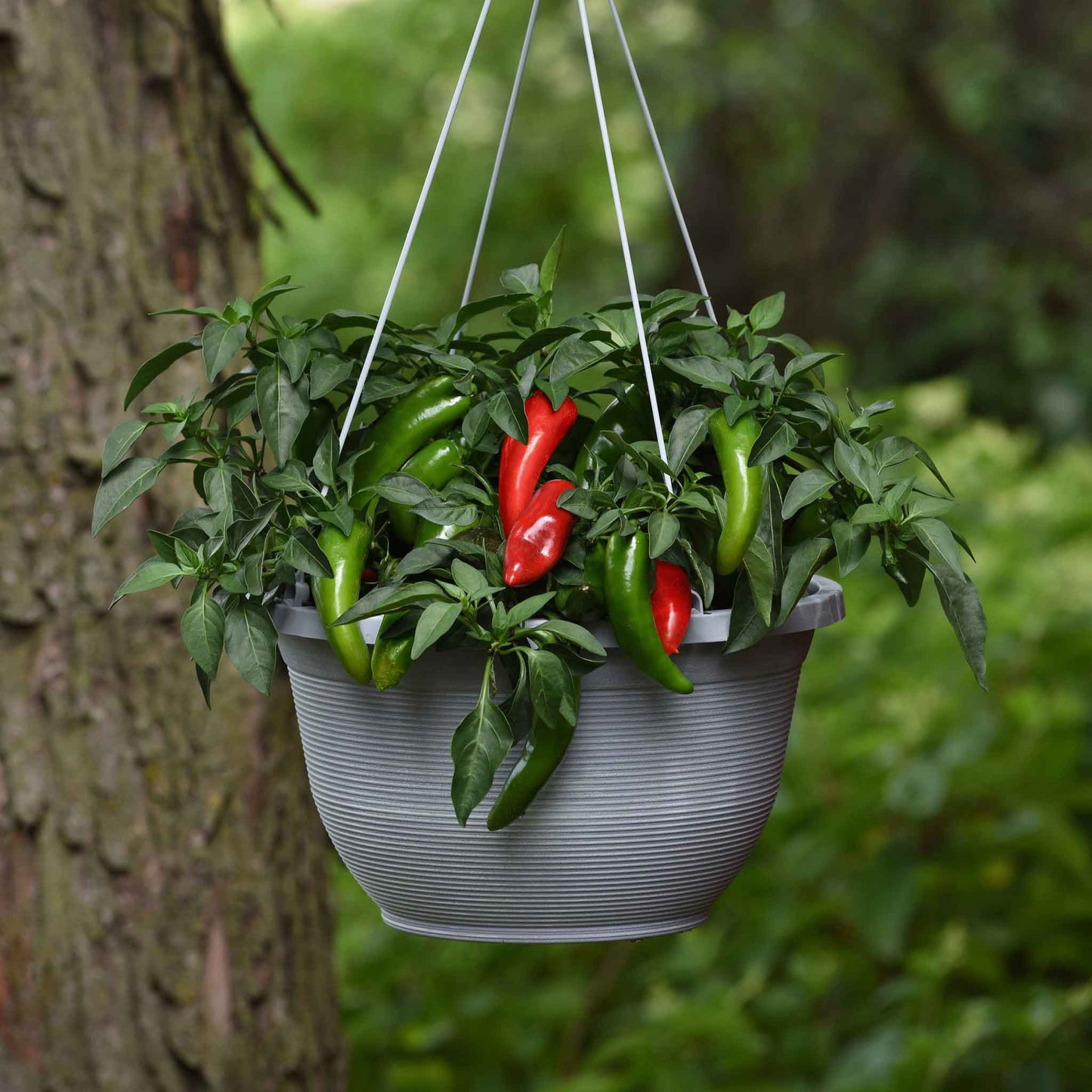 pepper pot-a-peno