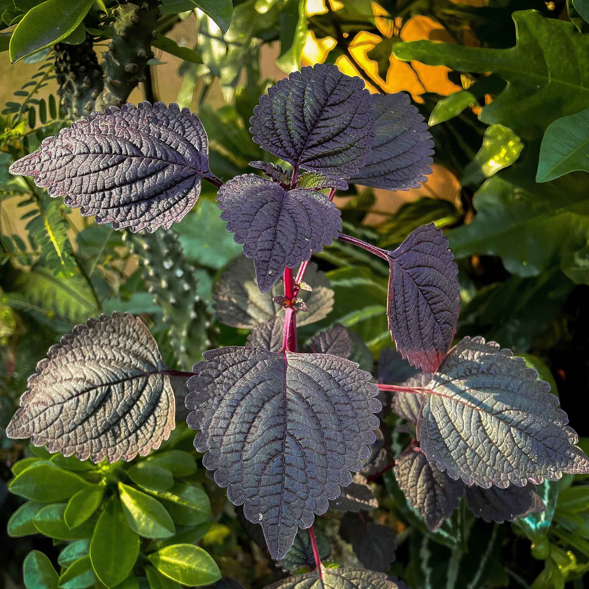 shiso plant seeds Bulk Perilla (Shiso) Seeds