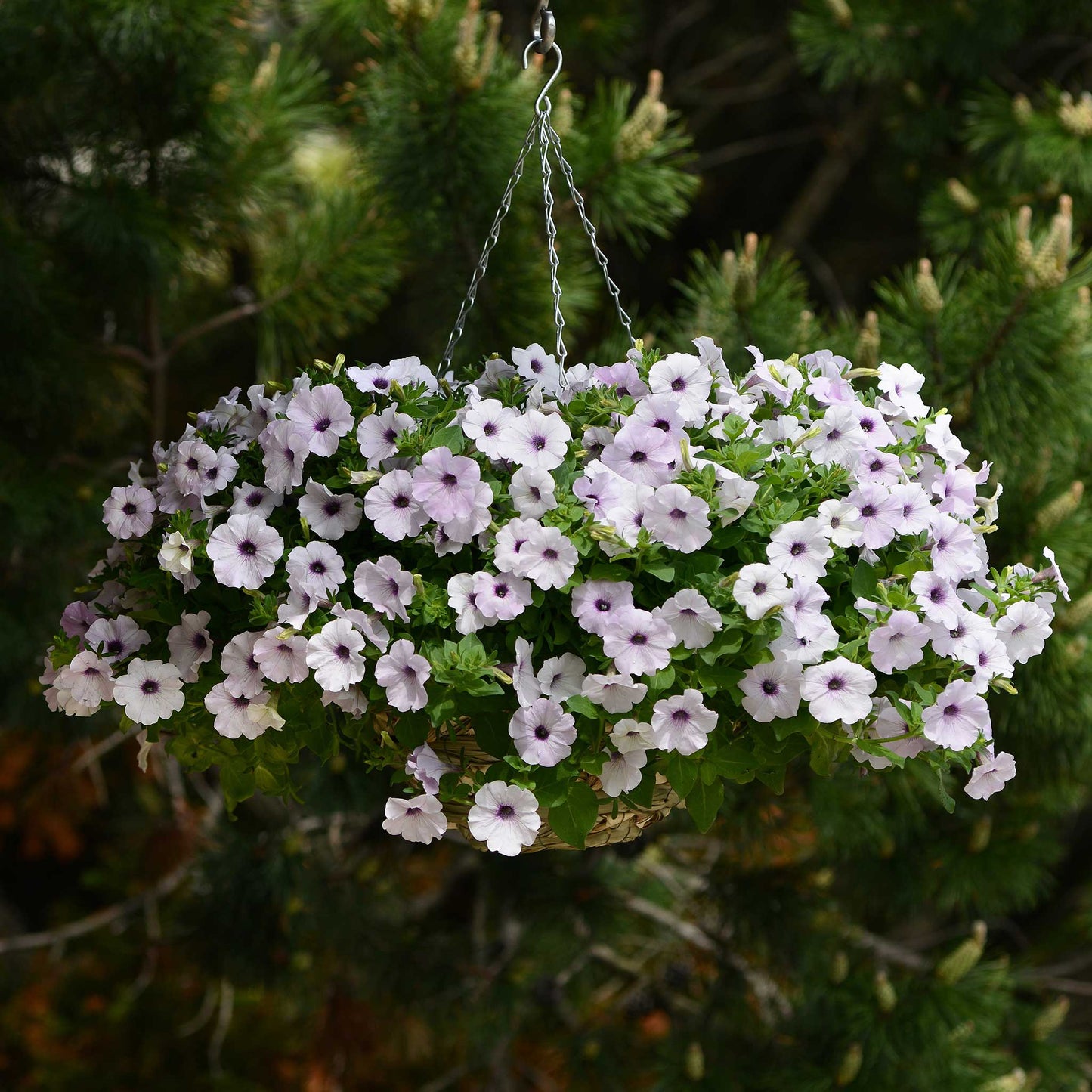 petunia easy wave silver