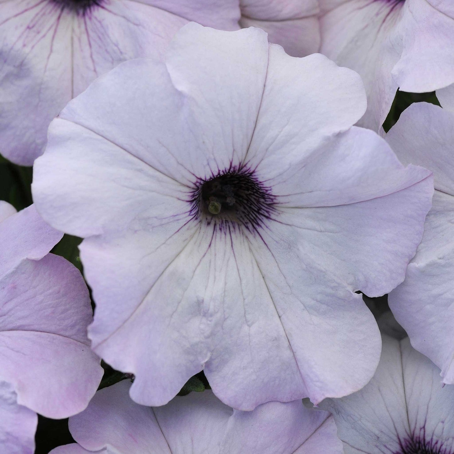 petunia easy wave silver