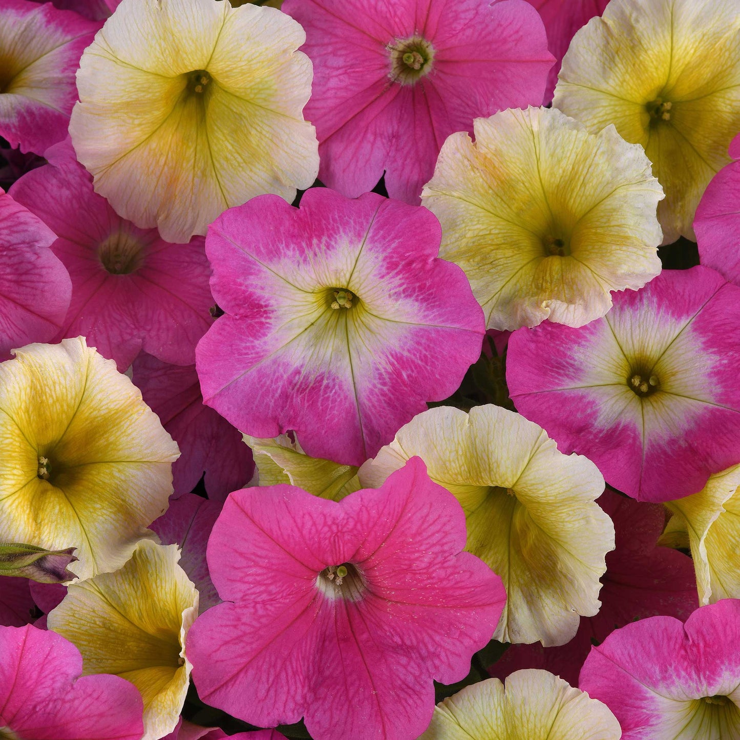 petunia easy wave sweet taffy