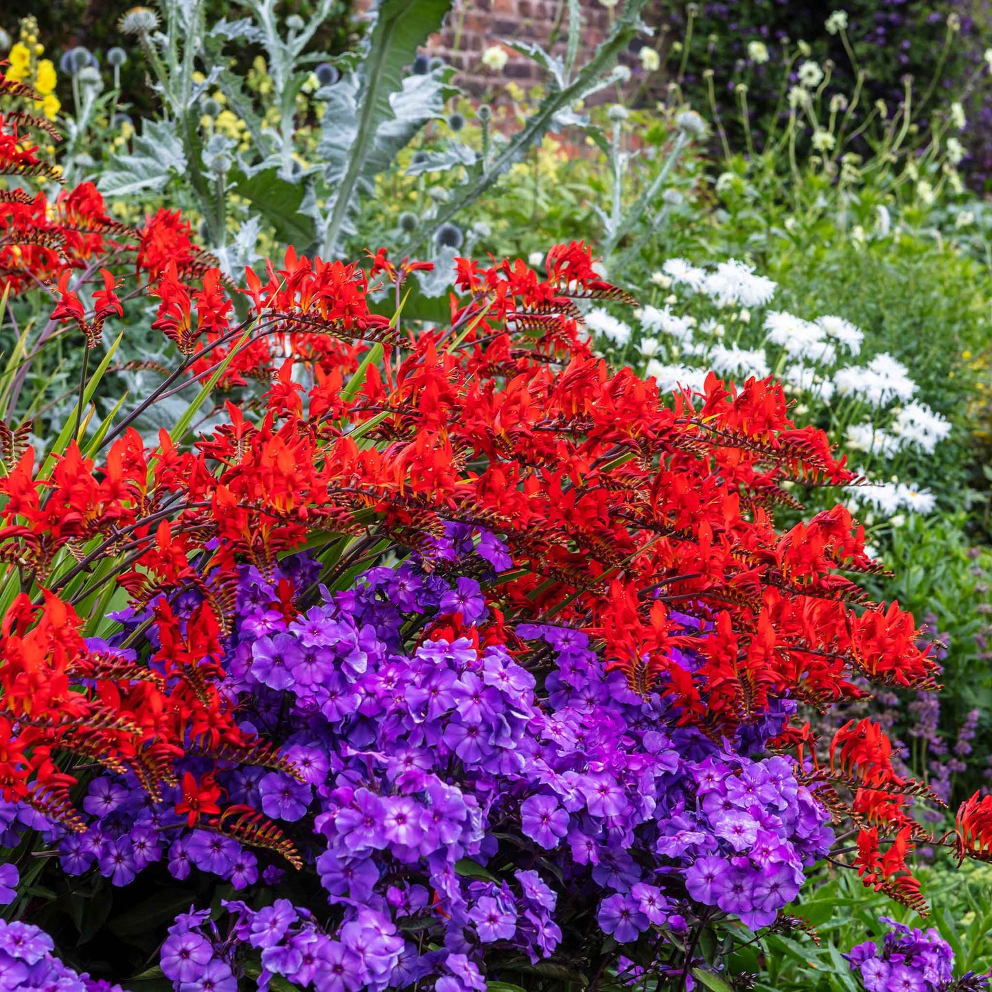 phlox beauty blue