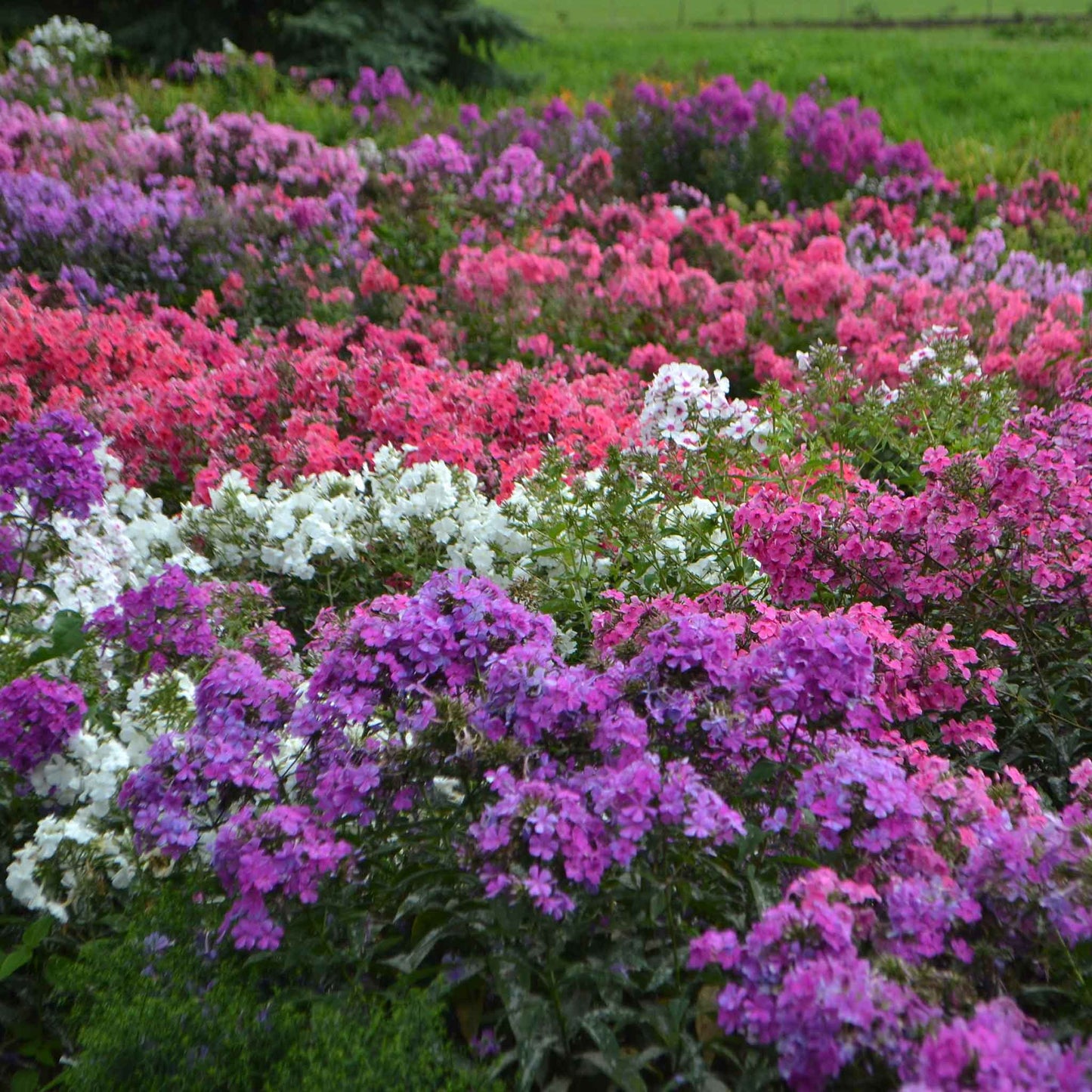 phlox garden mix