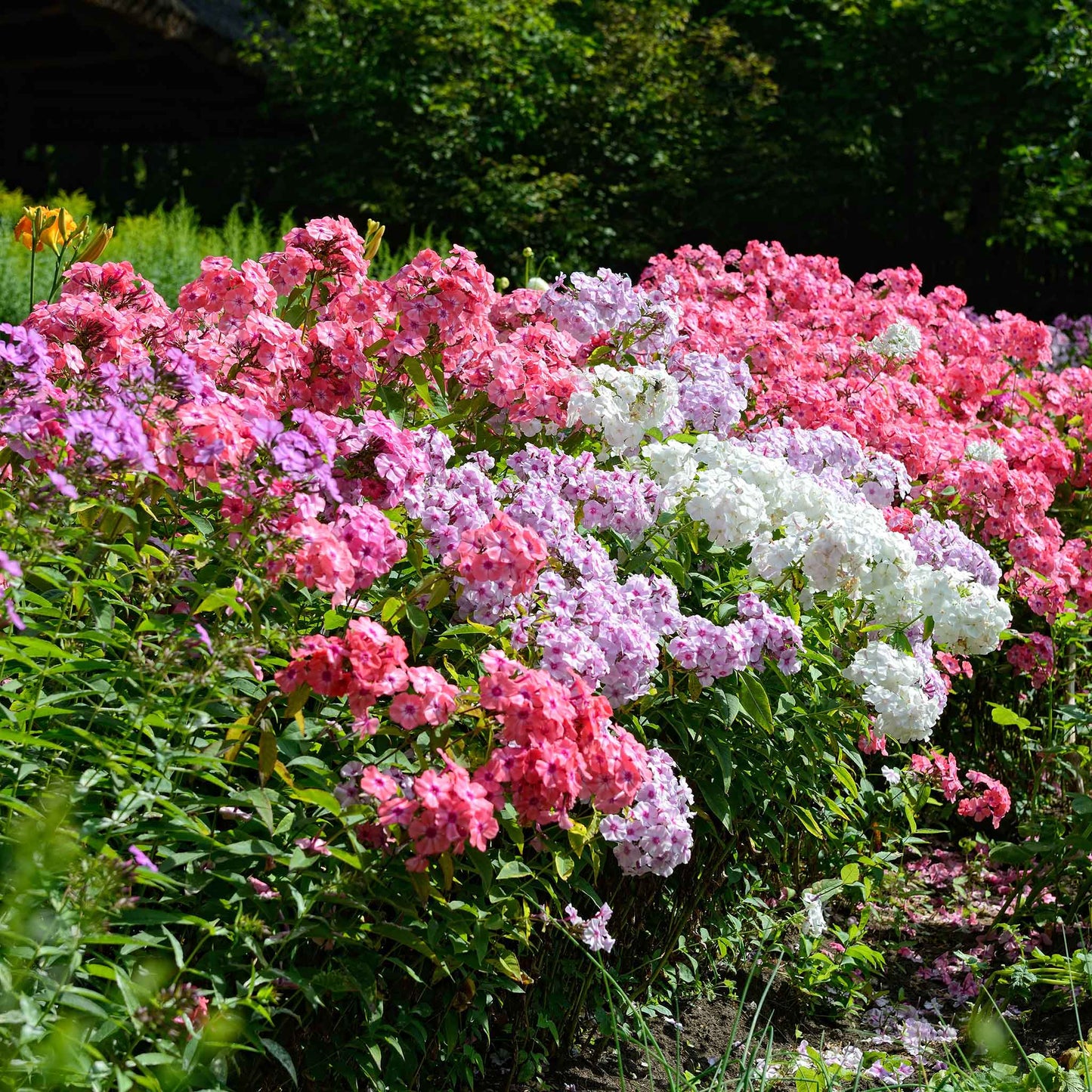 phlox garden mix