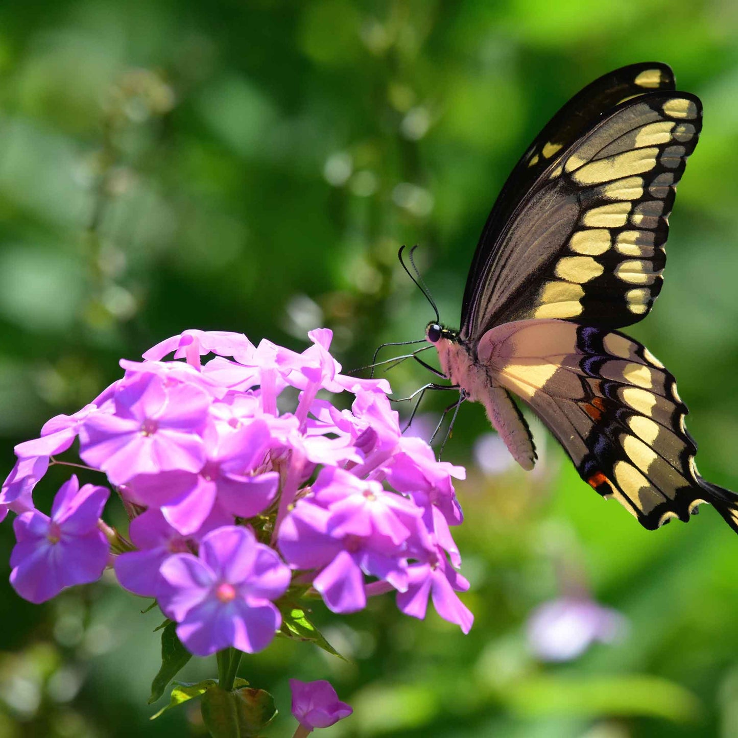 phlox garden mix