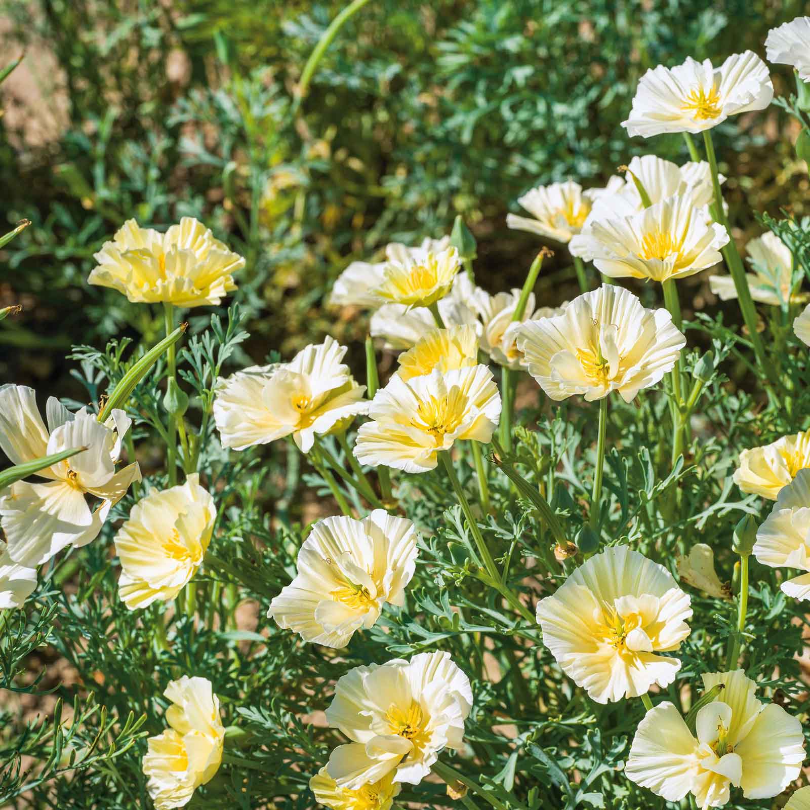 california poppy seeds for planting Bulk California Poppy Seeds - Cream Swirl