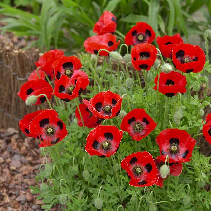 poppy lady bird