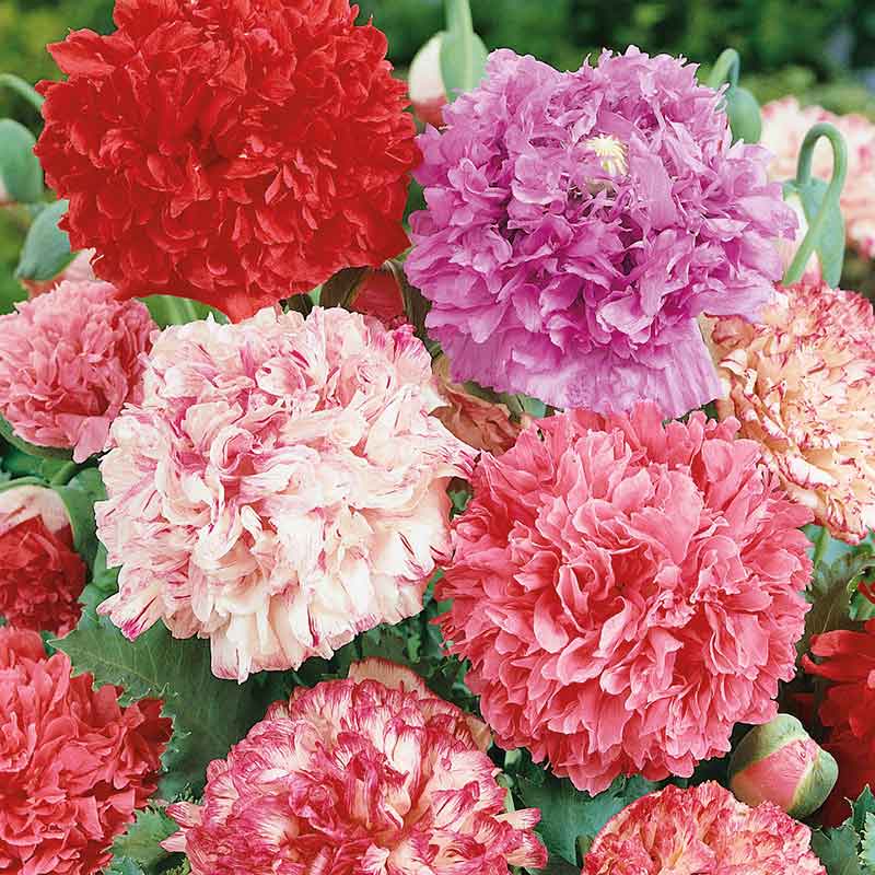 peony flower seeds Bulk Poppy Peony Seeds - Double Mixed