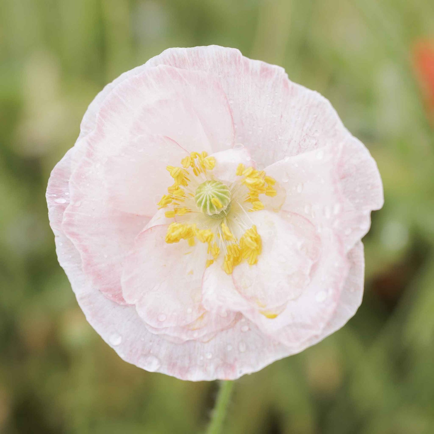 poppy falling in love