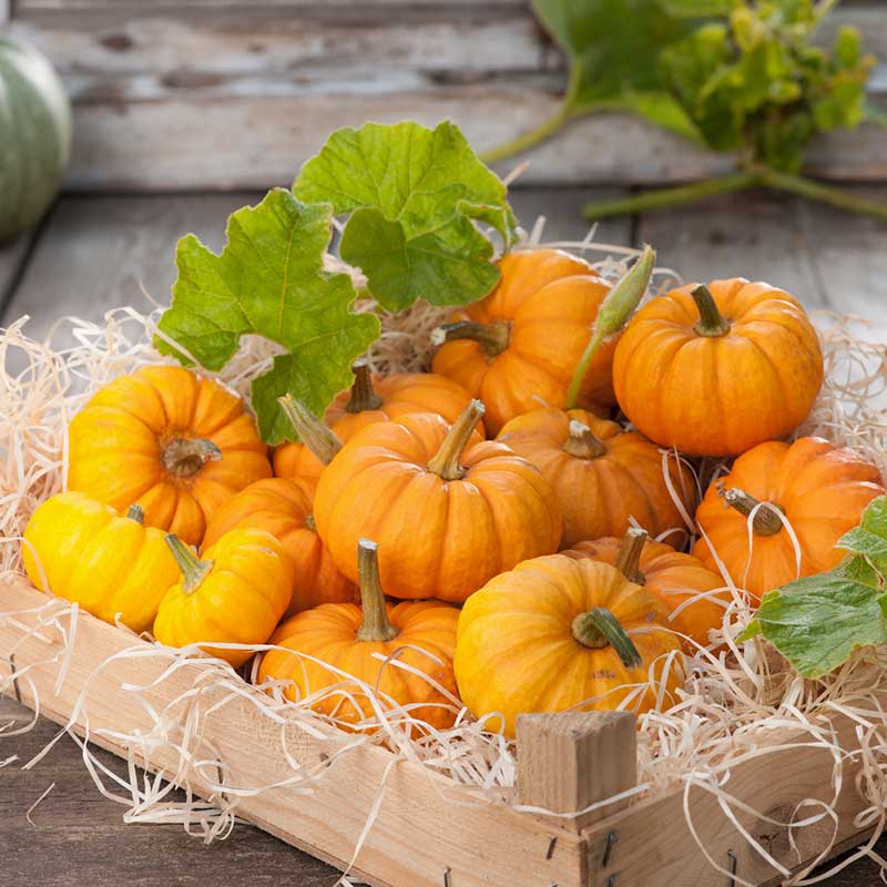 wholesale pumpkin seeds for planting Bulk Pumpkin Seeds - Jack Be Little