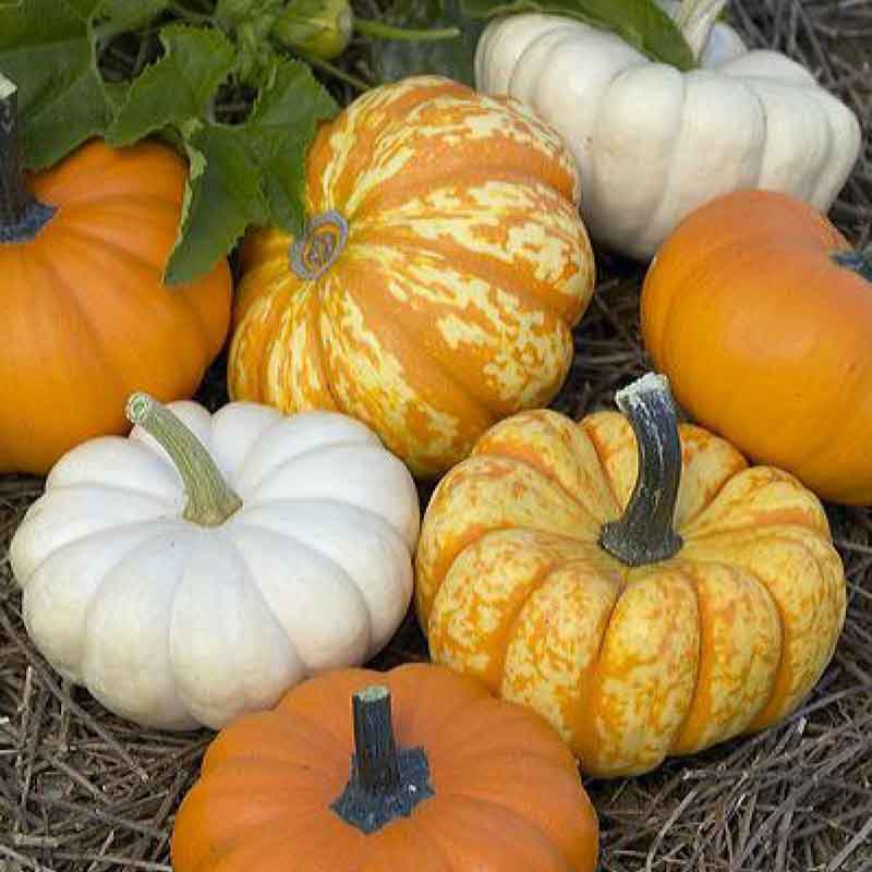 pumpkin seed mix for planting Bulk Pumpkin Seeds - Mini Harvest Blend