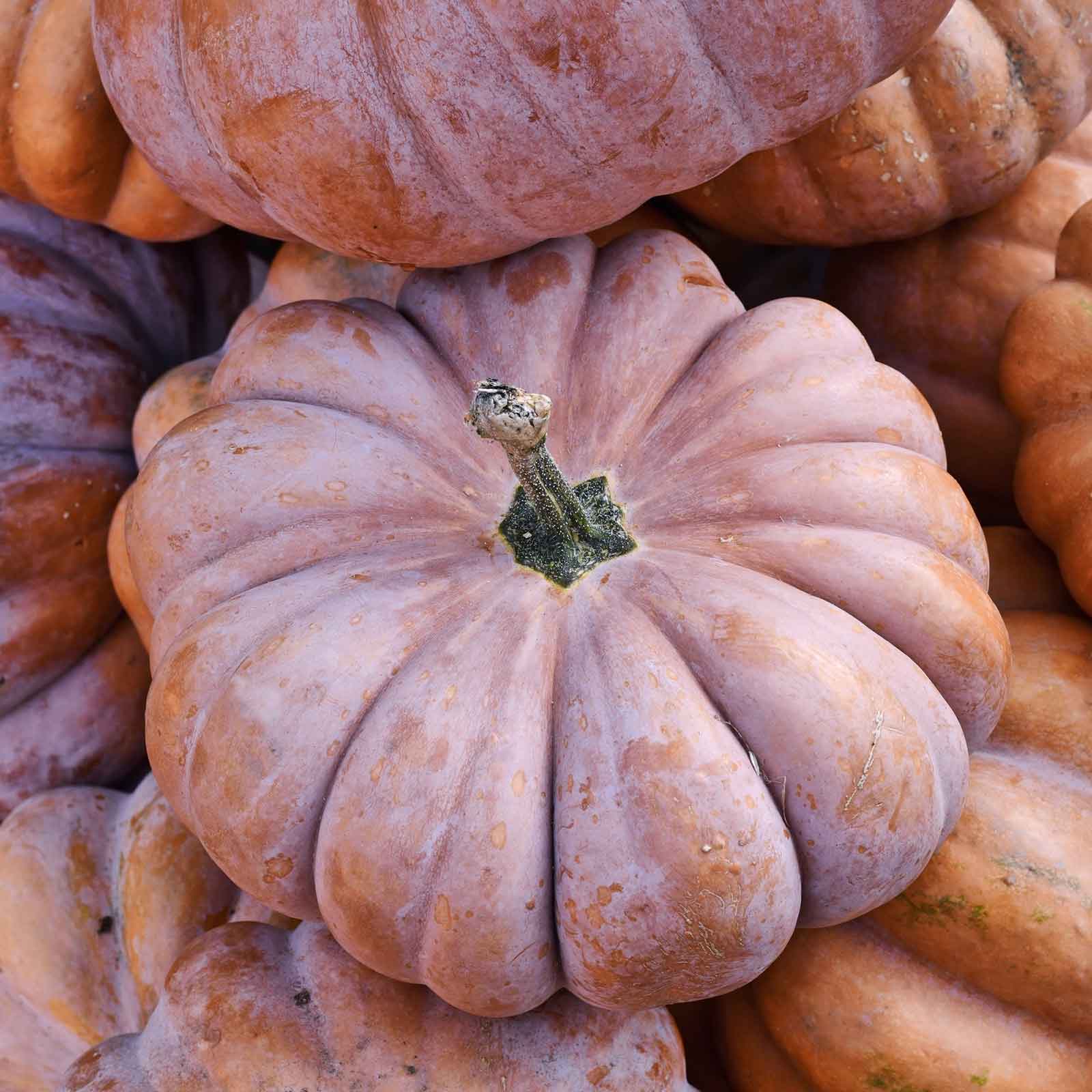 bulk pumpkin seeds for planting Bulk Pumpkin Seeds - Musquee de Provence