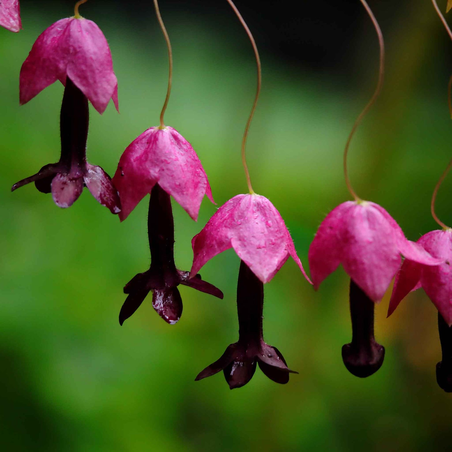 purple bell vine