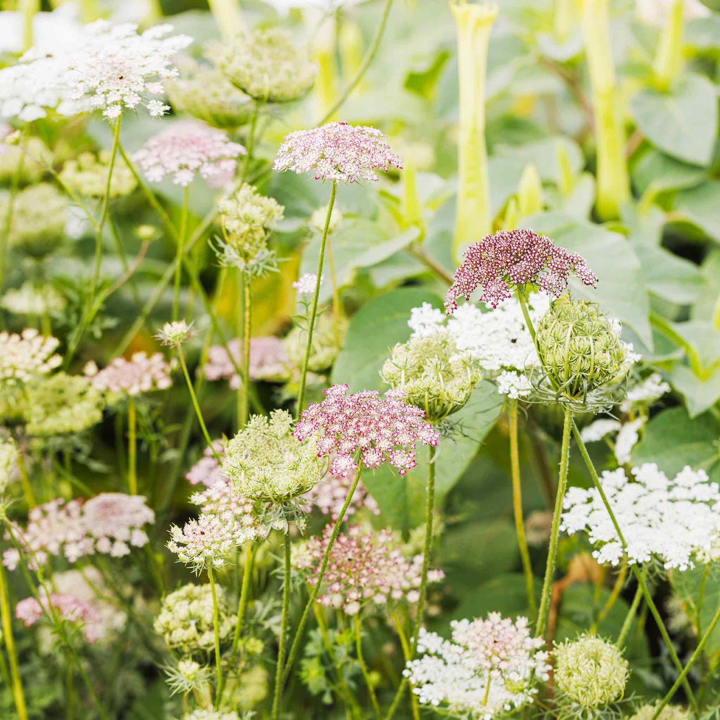 queen annes lace chocolate flower