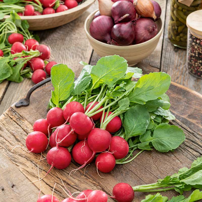 plant radish seeds Bulk Radish Seeds - Champion